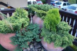 Resize of DSC05183.JPG